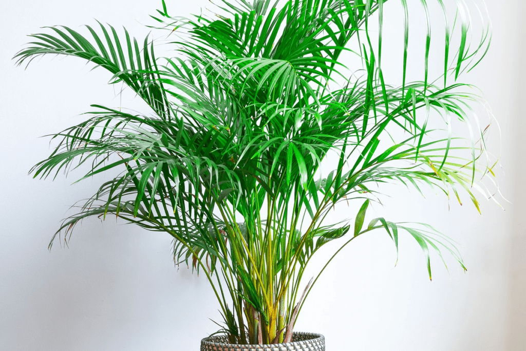 Top 10 best Air Purifying Houseplants that you need in your life!