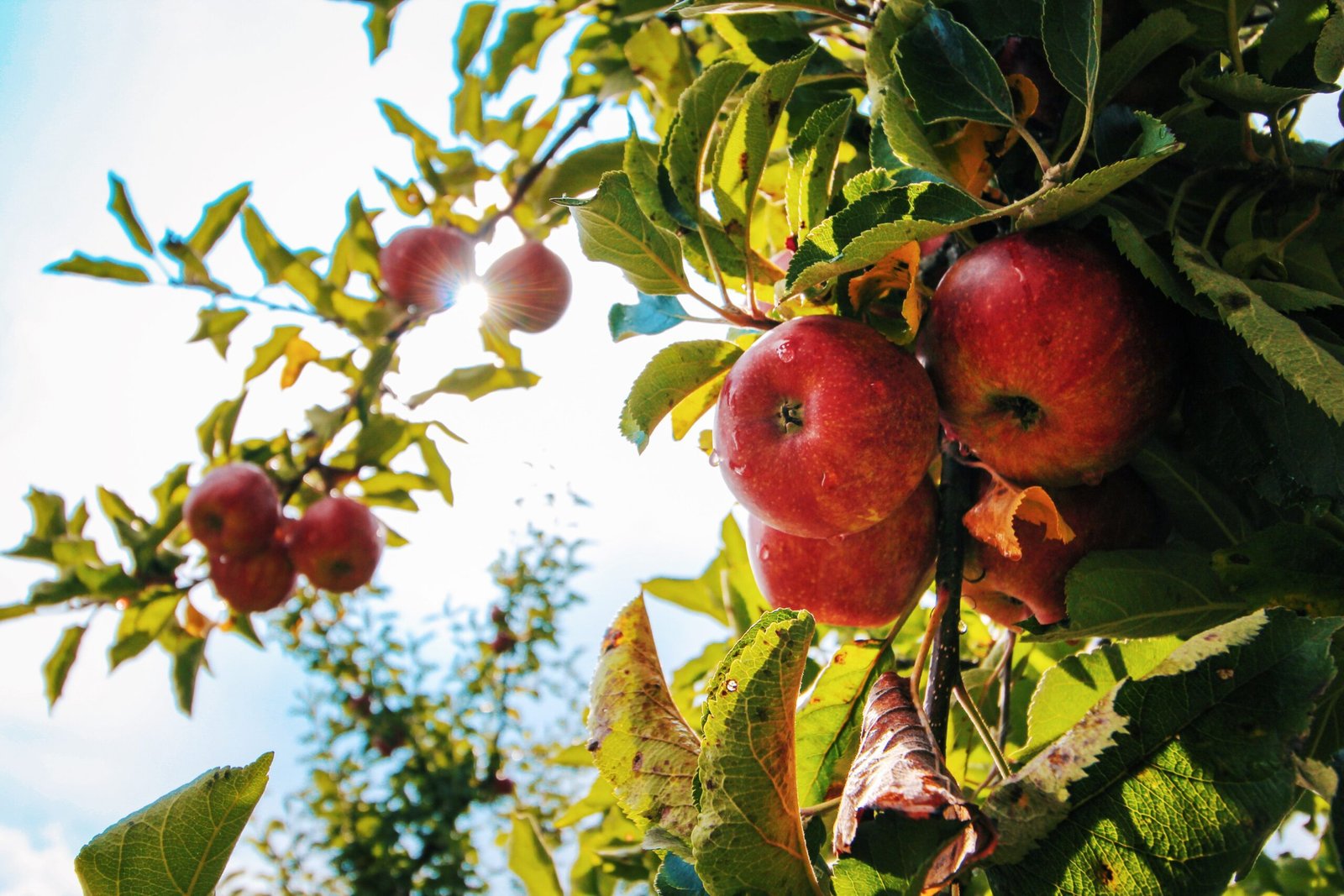 The Top 10 Best Fruit Plants to Grow in the UK