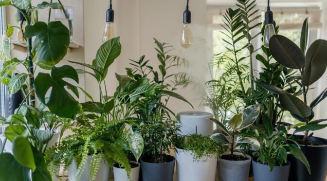 Top 10 tips on caring for your houseplants