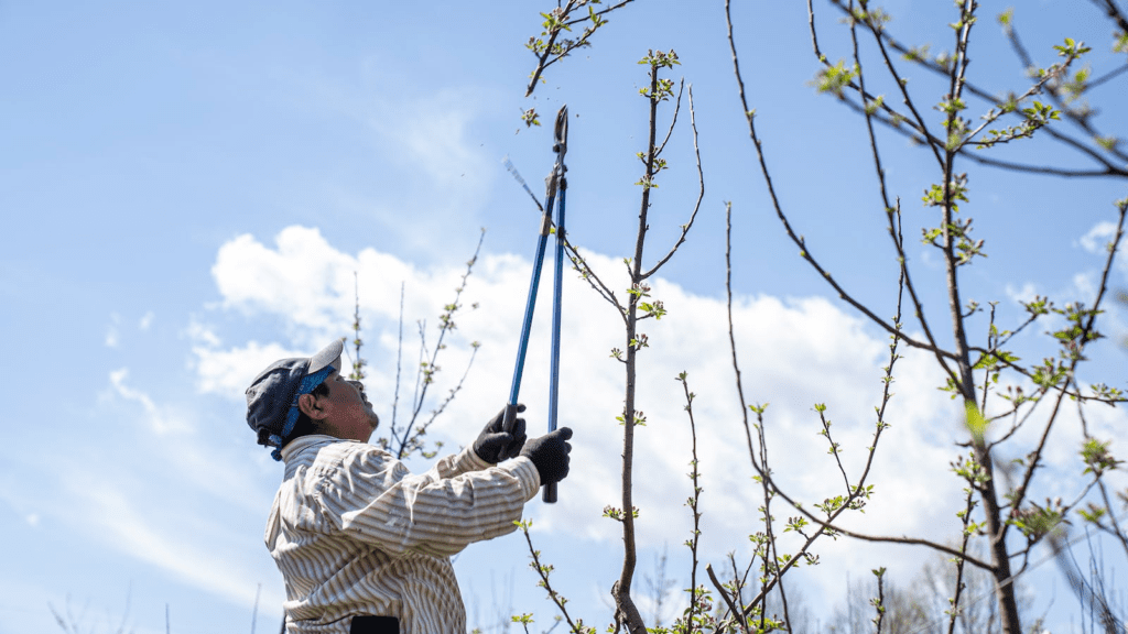 An introduction to the best time to prune trees in the UK