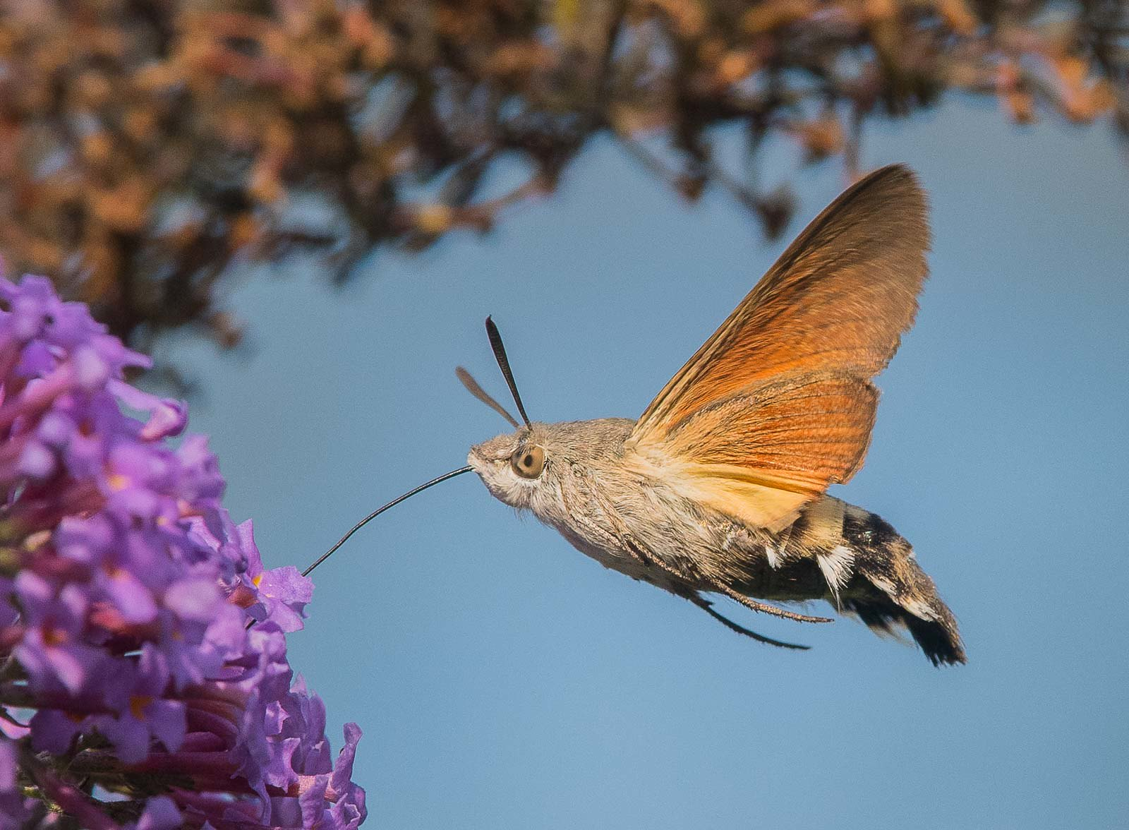 How to Attract the Hummingbird Hawk-Moth to Your Garden: A Guide to Creating a Nectar-Rich Oasis