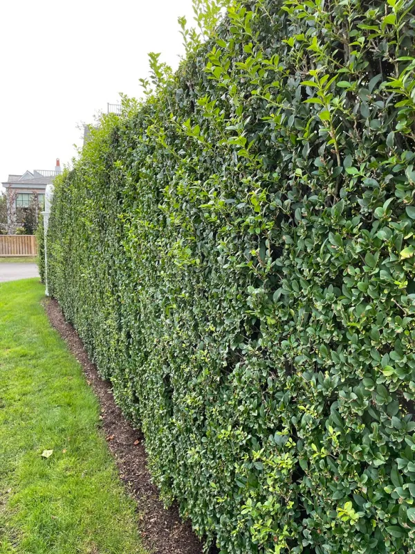 Top 10 Plants Trees and Hedges for Privacy in UK Gardens