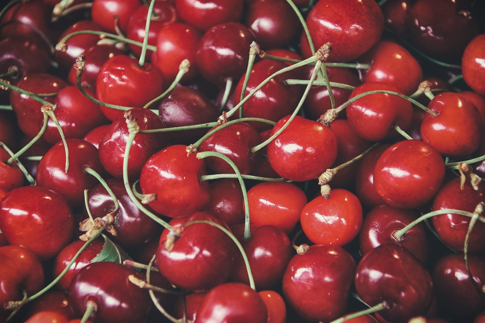 Protecting Your Cherries: How to prevent birds and other animals from eating your precious cherries.