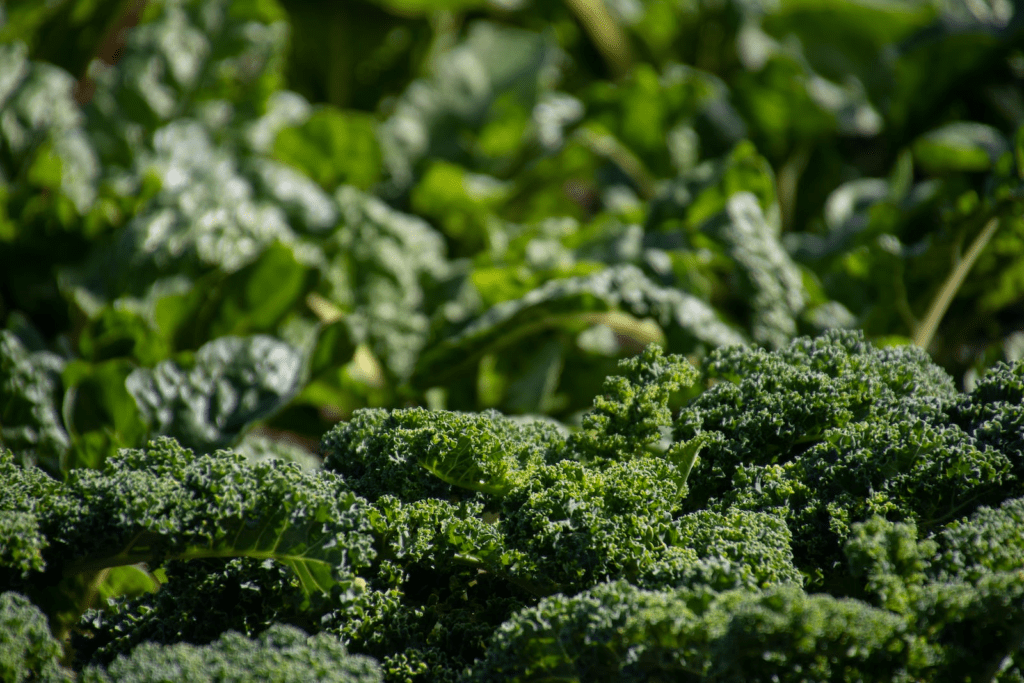 broccoli, the top 10 best vegetables to grow in the UK