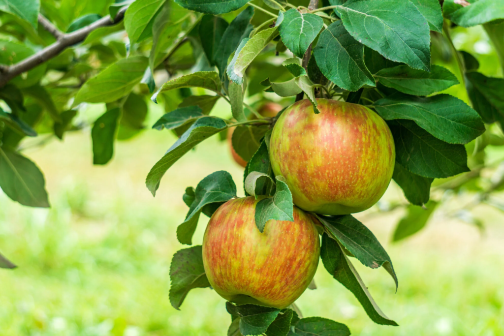 honeycrisp apple, 10 of the best sweet apple varieties to grow in your garden