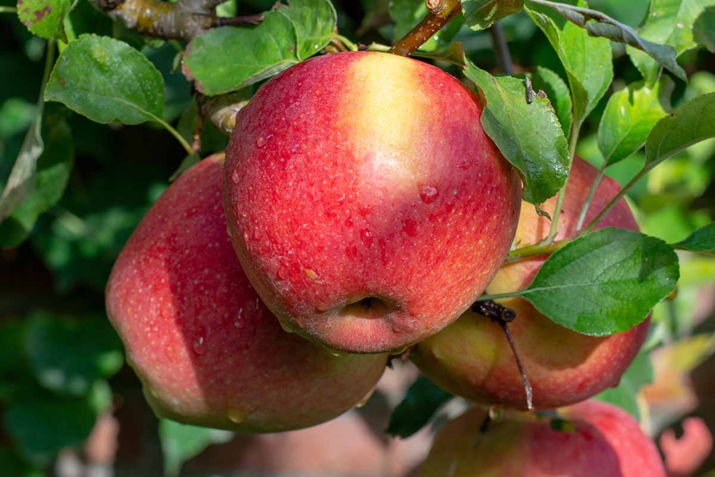 braeburn apple, 10 of the best sweet apple varieties to grow in your garden
