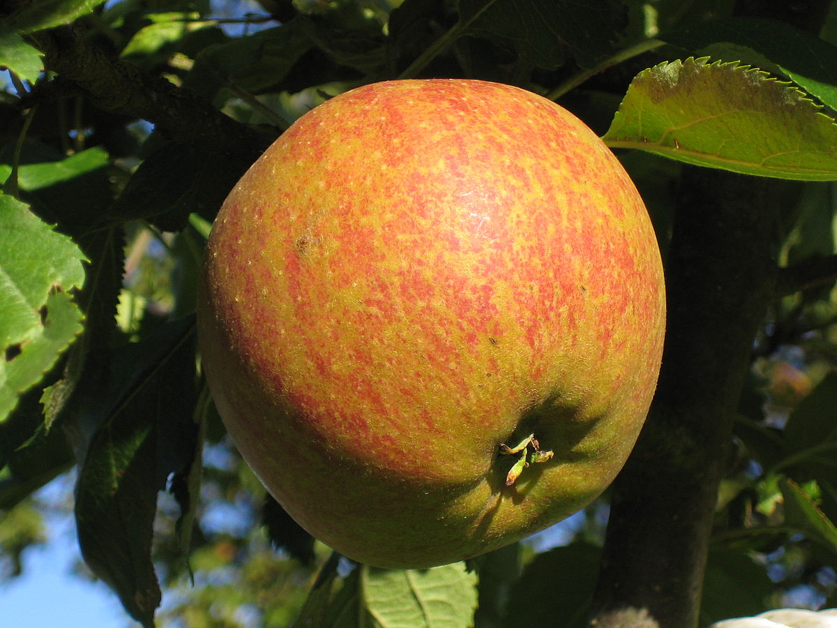10 Of The Best Sweet Apple Varieties To Grow In Your Garden Greenbayt 10-of-the-best-sweet-apple-varieties-to-grow-in-your-garden-greenbayt