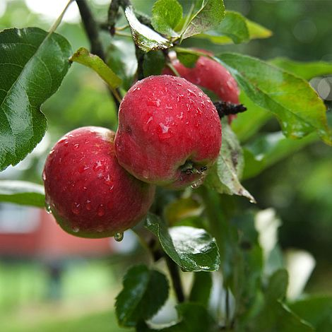 worcester permain, 10 of the best sweet apple varieties to grow in your garden