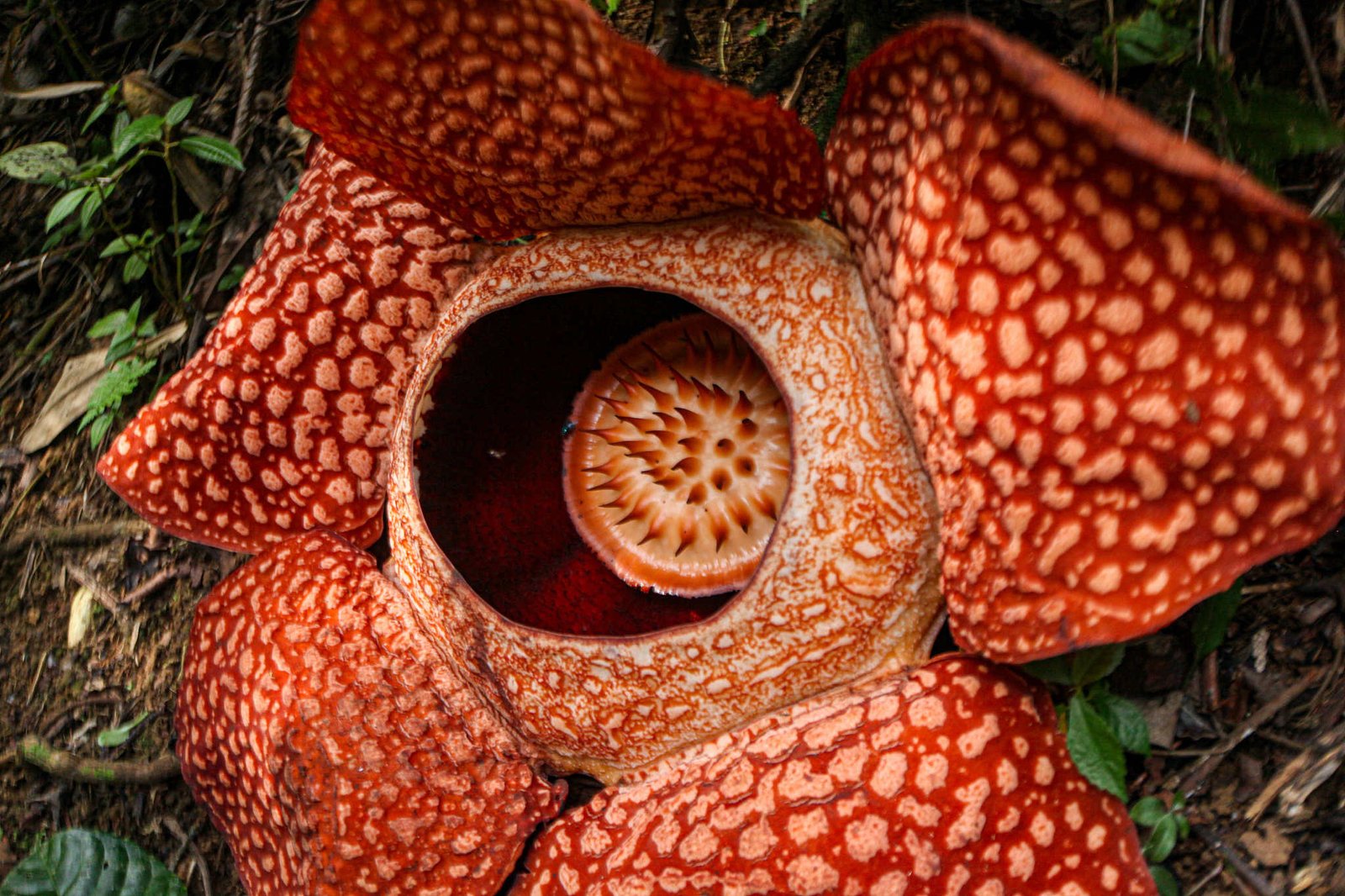 Unveiling Nature’s Giants: The Top 10 Biggest Flowers in the World