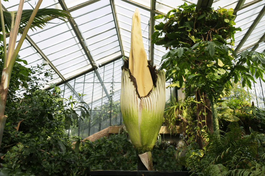 corpse lilly, Unveiling Nature's Giants: The Top 10 Biggest Flowers in the World