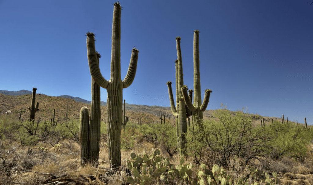 giant catus, Unveiling Nature's Giants: The Top 10 Biggest Flowers in the World