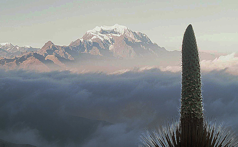Queen of the Andes (Puya raimondii).
Unveiling Nature's Giants: The Top 10 Biggest Flowers in the World