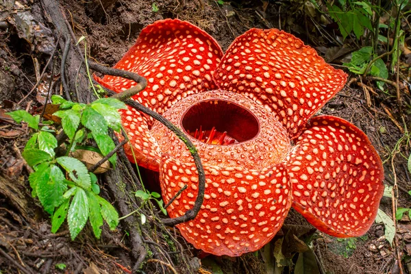 Unveiling Nature's Giants: The Top 10 Biggest Flowers in the World.
Rafflesia Arnoldii - The Titan of Petals:
