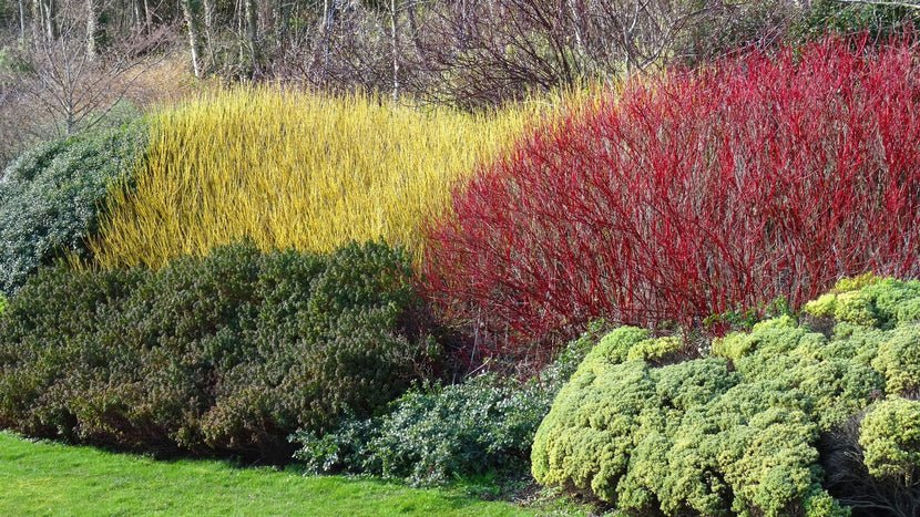 Top 10 evergreen plants for a lush British winter garden