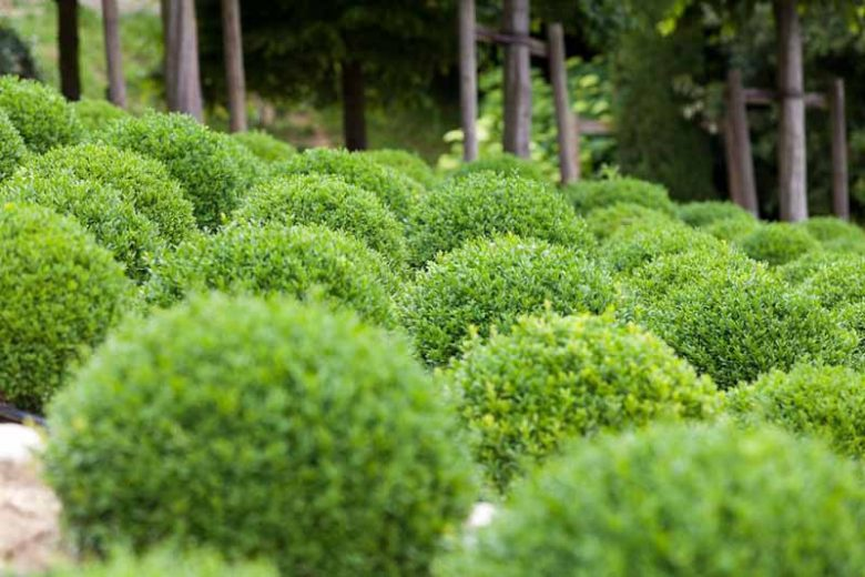 boxwood
Top 10 evergreen plants for a lush British winter garden