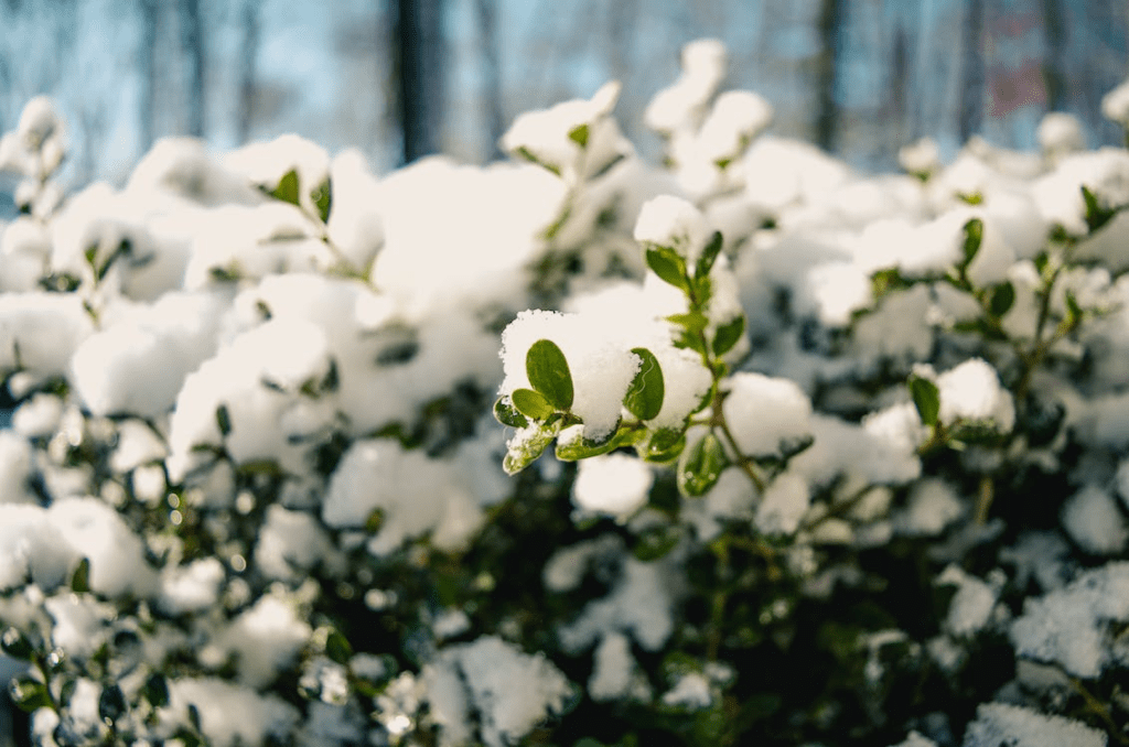 snow on plants, 10 Tips to Keep Your Garden Thriving in the Chilly Season