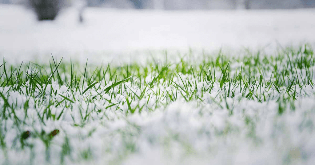 winter lawn, 10 Tips to Keep Your Garden Thriving in the Chilly Season