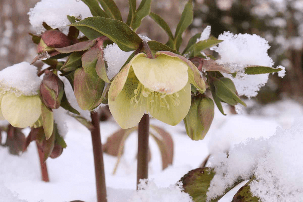 winter flowering plants