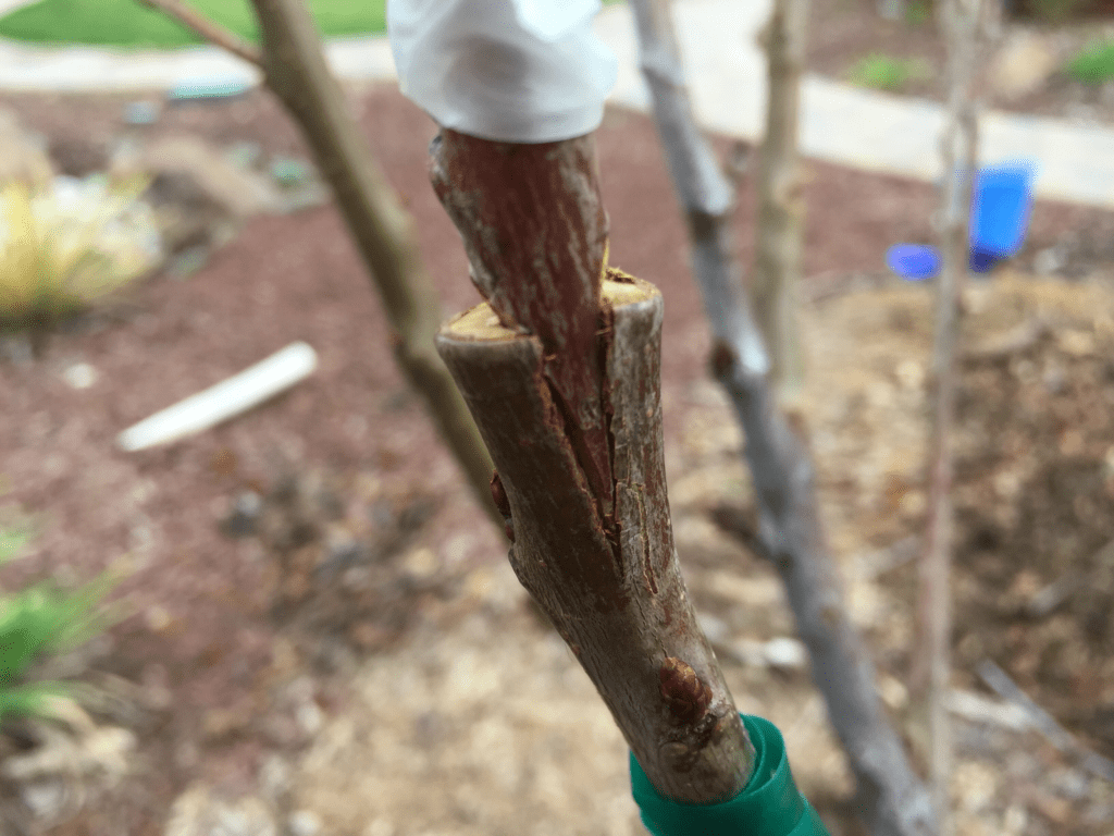 cleft grafting
Exploring the techniques, benefits and drawbacks of tree grafting